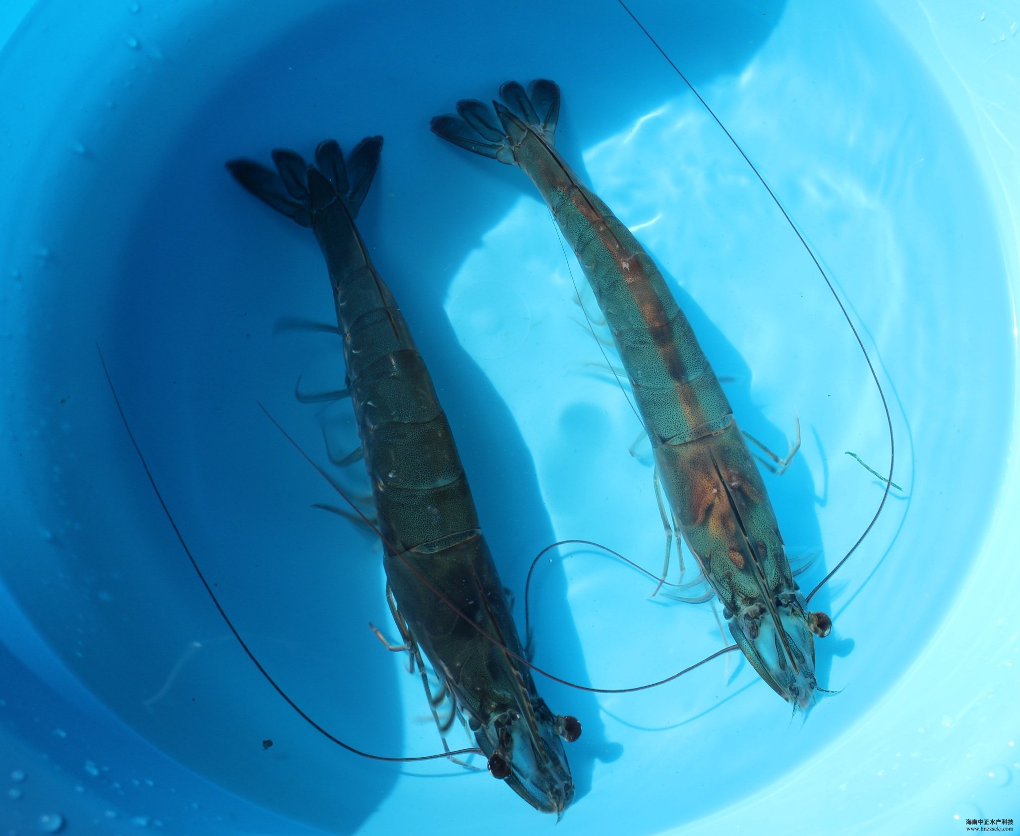 南美白对虾亲虾