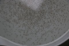 优质虾苗（P5）