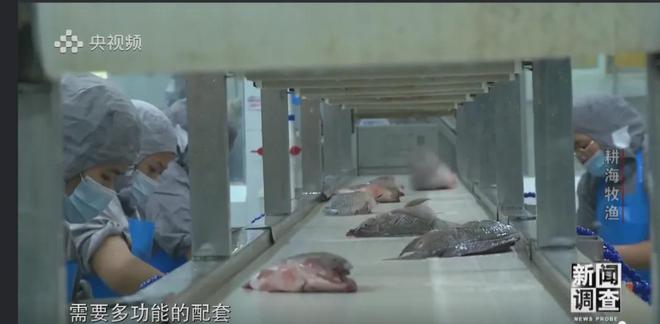 央视《新闻调查》重磅聚焦，湛江水产养殖“游”向深远海